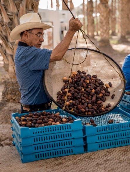 A worker harvesting dates