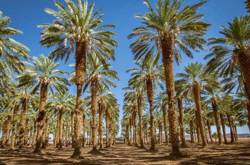 Rows of date palms in Bard Valley